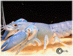 Blue Pearl Lobster 2"-3"(Cherax Destructor)